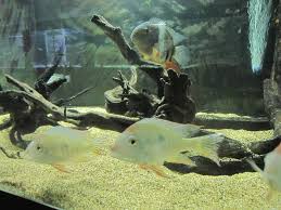 Scegli la consegna gratis per riparmiare di più. Il Mondo Dei Pesci Di Acqua Dolce Nel Grande Acquario Di Calci Corrierefiorentino It