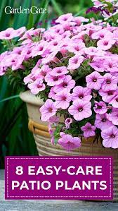 The most common patio potted plant material is polyester. Container Plants That Don T Need Deadheading Potted Plants Outdoor Potted Plants Patio Container Flowers