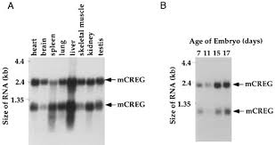 A summary of key financial strength and profitability metrics. The Secreted Glycoprotein Creg Enhances Differentiation Of Ntera 2 Human Embryonal Carcinoma Cells Oncogene