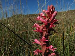 Image result for Satyrium macrophyllum