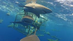 7 places where you can swim with sharks | Expedia
