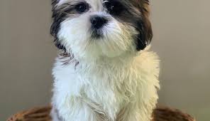Shih tzu puppies colorado springs. Shitzu Puppies Home Facebook
