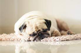 犬が『ふて寝』をする3つの理由！原因別の対処法まで解説 | わんちゃんホンポ