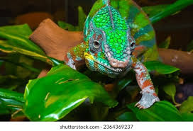 Image result for Chamaecrista gracilior