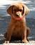 German Shorthaired Pointer Lab Mix Puppies For Sale