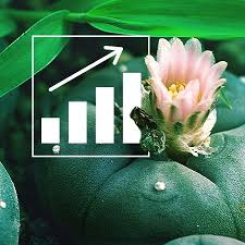 How to grow cactus from seed a to z. Peyote Everything You Need To Know Zamnesia