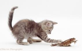 Taking cute kitten pictures comes with some challenges that we help you to overcome in this post! Blue Tabby Kitten Playing With A Toad Photo Wp15160