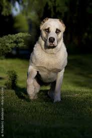 Does alabai differ from the central asian shepherd dog and how? Breed Encyclopedia Purebred Dogs Your Dog Home Royalcanin Alabai Dog Purebred Dogs Big Dogs