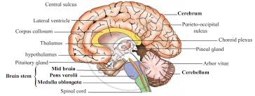 Jul 29, 2021 · find all the latest news on the environment and climate change from the telegraph. Long Answer Question Draw The Neat Labelled Diagram Of L S Of The Human Brain Biology Shaalaa Com