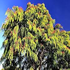 Image result for Cassia burttii