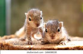 Mother Baby Squirrel Images Stock Photos Vectors Shutterstock