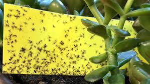 Maybe you would like to learn more about one of these? Gnats Attack Add To Misery Back Home By Chris Hardie