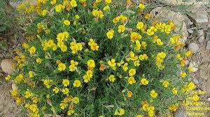 Image result for Argyrolobium stolzii