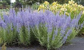 This plant has light grey green foliage and in late summer lovely soft blue plumes. Butterfly Attracting Russian Sage Blue Spire Bare Root Plants 3 Pack Plants Japanese Plants Perovskia Blue Spire