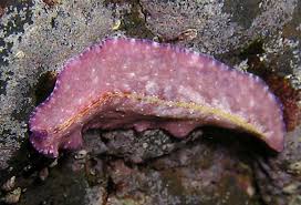 Image result for Nesphostylis holosericea