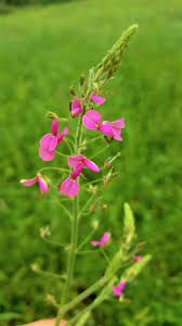 Image result for Desmodium tortuosum