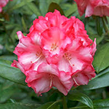 Bei rhododendron liegt die blütezeit zwischen. Rhododendron Pflanzen Und Pflegen Darauf Kommt Es An Mein Schoner Garten