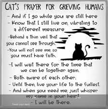 Prayer in memory of a pet. Matt Foster On Twitter Pet Loss Grief Pet Grief Pet Loss Quotes