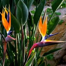 Image result for Strelitzia
