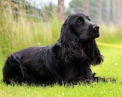 American Cocker Spaniel Dog Breeds Purina Australia