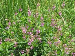 Image result for Desmodium