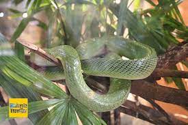 Gps location is at n2.299988,e102.312412. Melaka Butterfly And Reptile Sanctuary Malaysia Traveller Review