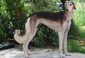 Saluki The Persian Greyhound - Adogbreedscom Borzaya Shchenki Sobaki