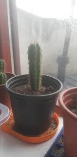 What are the effects of mescaline? My San Pedro Cactus Is 18 Months And Is 9 Cm Long And Around 2 Cm Wide Is That Normal Or Is It Growing Slowly Sanpedrocactus