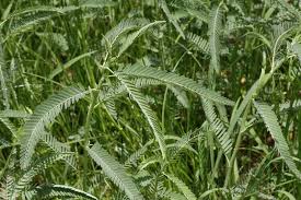 Image result for Aeschynomene cristata