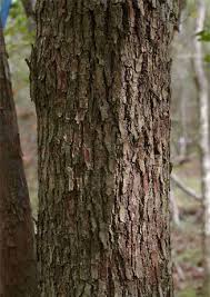 Image result for Cleistanthus schlechteri