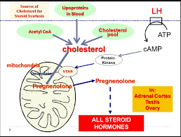 Started From The Bottom Now We Re Here Pregnenolone Hormone Lesson 2 Christine Garvin