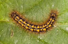 Black And Yellow Striped Caterpillar Michigan Black Orange Caterpillar Malacosoma Californica Bugguide Net Tent Caterpillars Orange Black Caterpillar