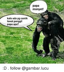 10 Gambar Lucu Monyet Pakai Masker Foto Monyet Cantik Lucu Gambar Viral Hd Https Www Bukalapak Com P Hobi Koleksi Mainan Mainan 10 Di 2020 Gambar Lucu Lucu Gambar