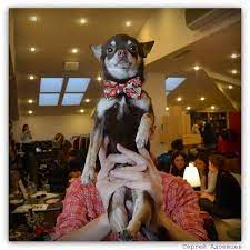 krevetka absolyutno schastliv ideamarket dog chihuahua happiness dogs animals