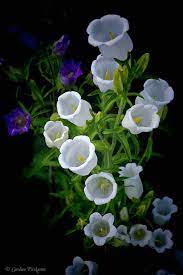 Pin On Flowers