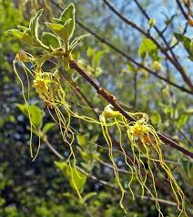 Image result for Strophanthus bequaertii