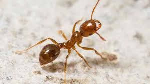 Thankfully, flying ants are not the worst pest problem to have by any stretch of the imagination. Blog Why Do It Yourself Ant Control Often Fails In Plano