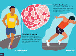 The following tables list some specific muscles in the human body by region of the body with links to pages about the specific muscles and/or pages that. Fast And Slow Twitch Muscle Fiber Types