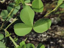 Image result for Crotalaria incompta