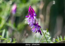 Image result for Indigofera monantha