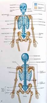 Appendicular Skeleton Worksheet Answers New Anatomy Appendicular Skeleton Bones In 2020 Human Anatomy And Physiology Medical Anatomy Anatomy