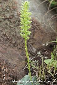 Image result for Habenaria dregeana