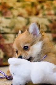 Akc, aca, and ckc registered. Pomeranian Chihuahua Mix Care Guide A Feisty And Furry Friend Perfect Dog Breeds
