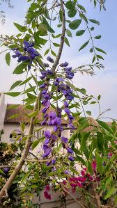 Image result for Bolusanthus speciosus