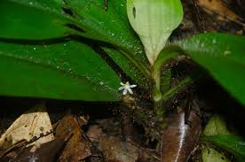 Image result for Palisota ambigua