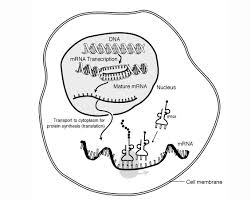 Useful tips for letter writing or, to be more precise, phrases which you may need when writing formal letters. Transcription And Translation Ask A Biologist