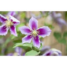 Clematis piilu is also noted for being one of the heaviest blooming clematis. Clematis Piilu Urgibl Grun Erleben