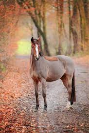 Pferde sind bekannte reittiere und wurden schon vor vielen hundert jahren vom menschen domestiziert. Pferde Fotoshooting Im Herbst Mit Trakhener Lucky