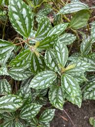 Image result for Clutia sessilifolia