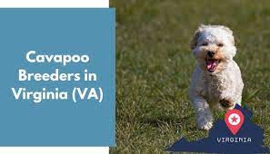 The cavapoo is energetic in its nature and therefore requires regular exercise and daily walks to remain healthy. 17 Cavapoo Breeders In Virginia Va Cavapoo Puppies For Sale Animalfate